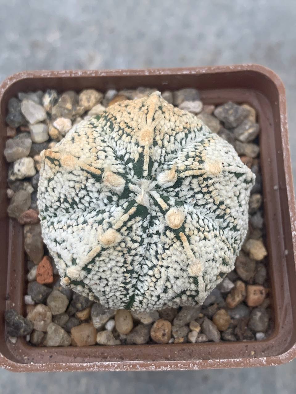 Astrophytum asterias hybr Pavlica