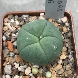 Lophophora lutea