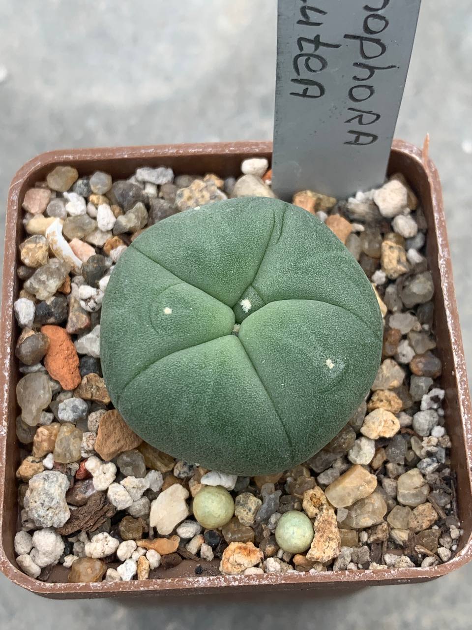 Lophophora lutea