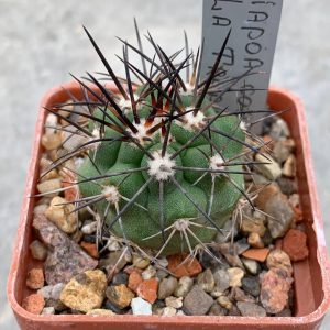 Copiapoa coquimbana (El Trapiche)