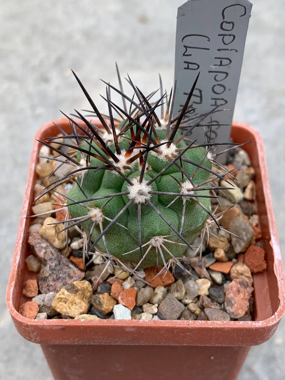 Copiapoa coquimbana (El Trapiche)