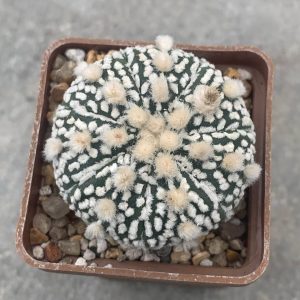 Astrophytum asterias hybr Pavlica