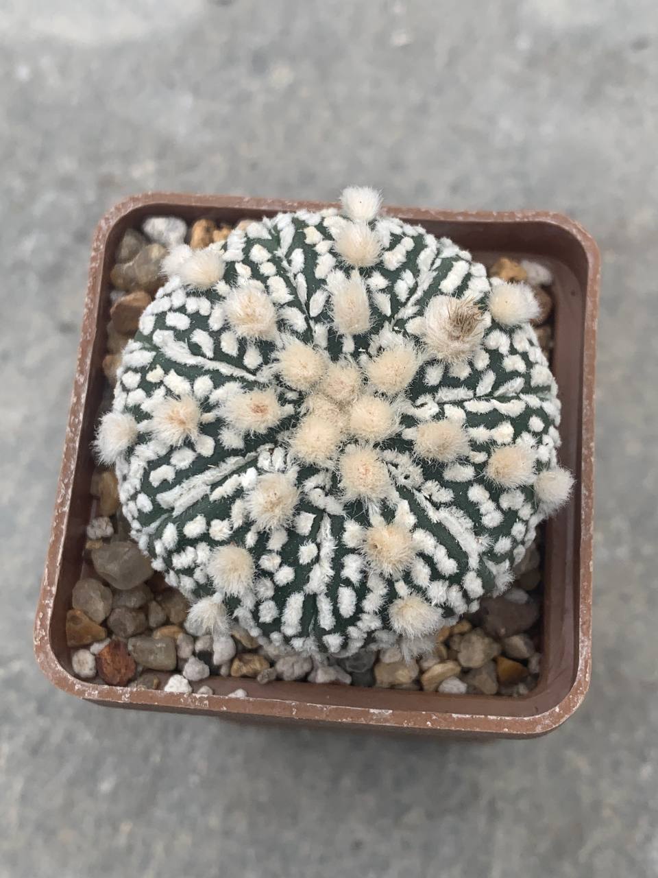 Astrophytum asterias hybr Pavlica