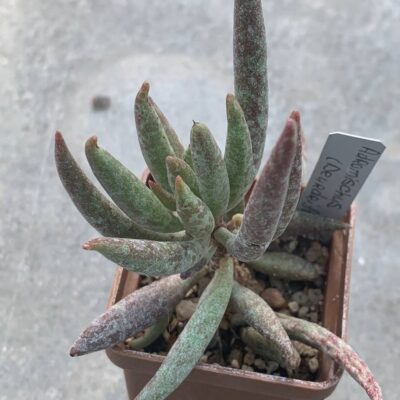 Adromischus filicaulis (Deurdrift)