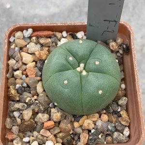 Lophophora fricii F2