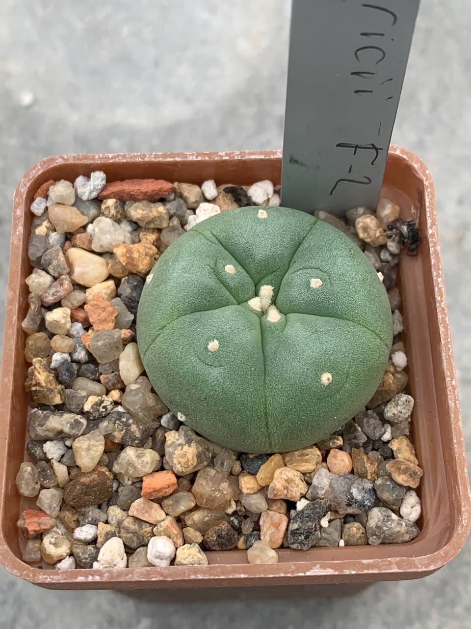 Lophophora fricii F2