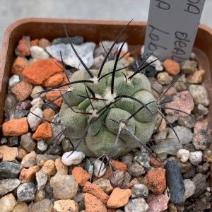 Copiapoa dealbata (Punta Lobos)