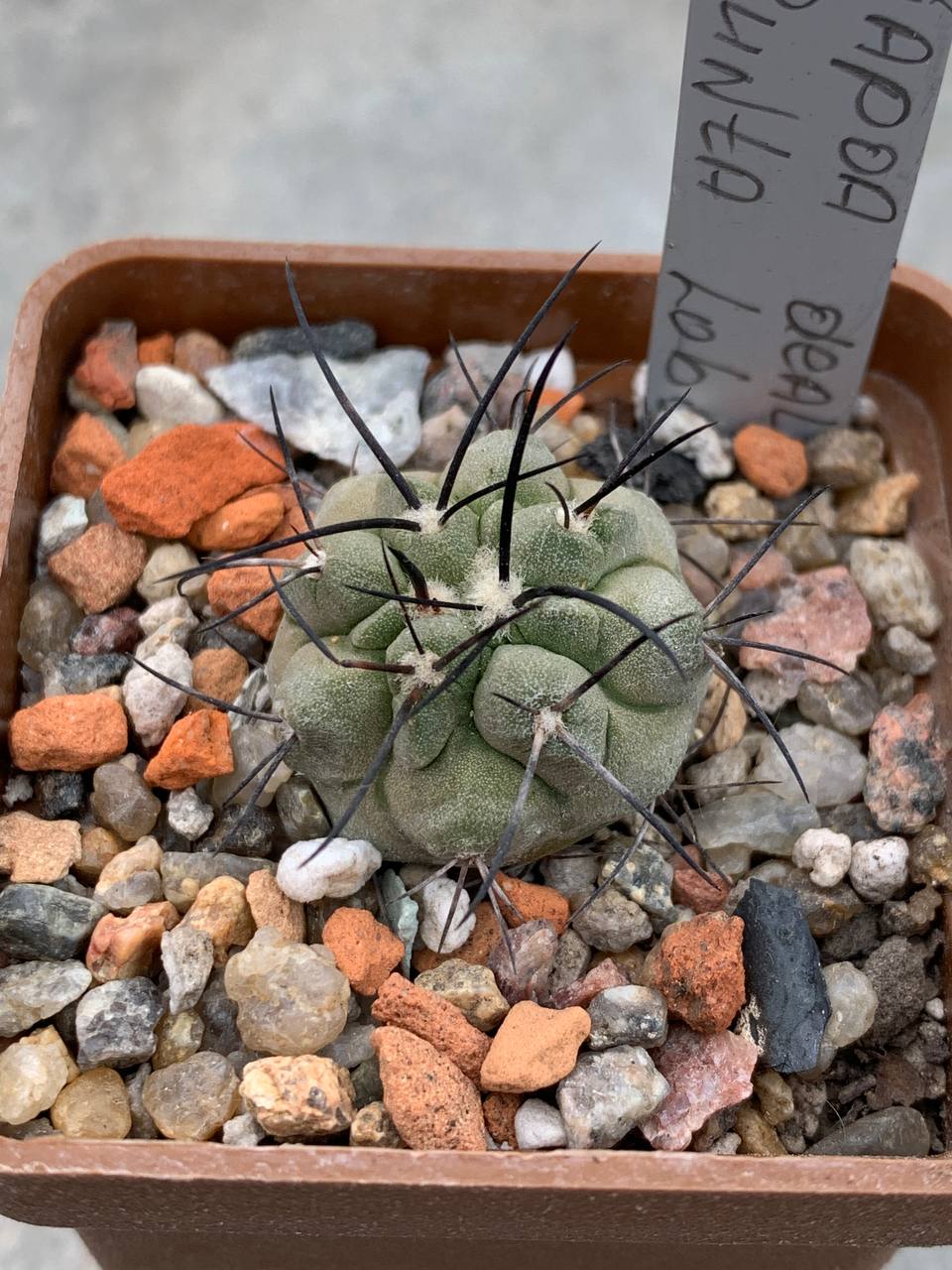 Copiapoa dealbata (Punta Lobos)