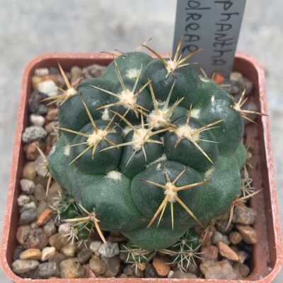 Coryphantha andreae