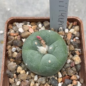 Lophophora fricii(Червінко)