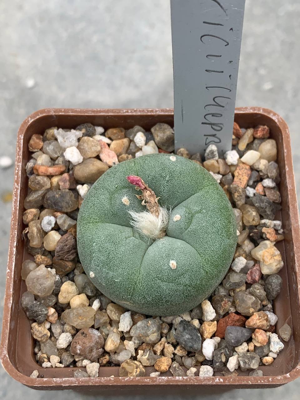 Lophophora fricii(Червінко)