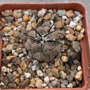 Copiapoa dealbata