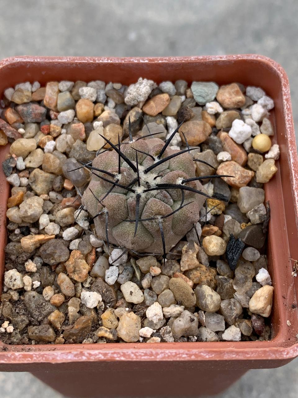 Copiapoa dealbata