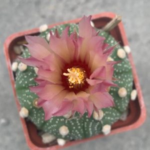 Astrophytum asterias ‘ooibo’ x asterias ‘shiowa’ Pavlica Rose flower