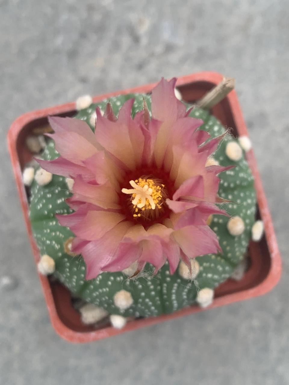 Astrophytum asterias ‘ooibo’ x asterias ‘shiowa’ Pavlica Rose flower