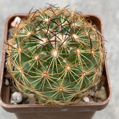 Coryphantha laui