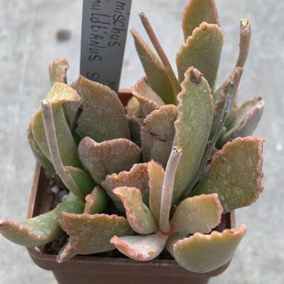 Adromischus schuldtianus SB 1383