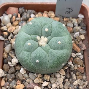 Lophophora fricii (La Pe)