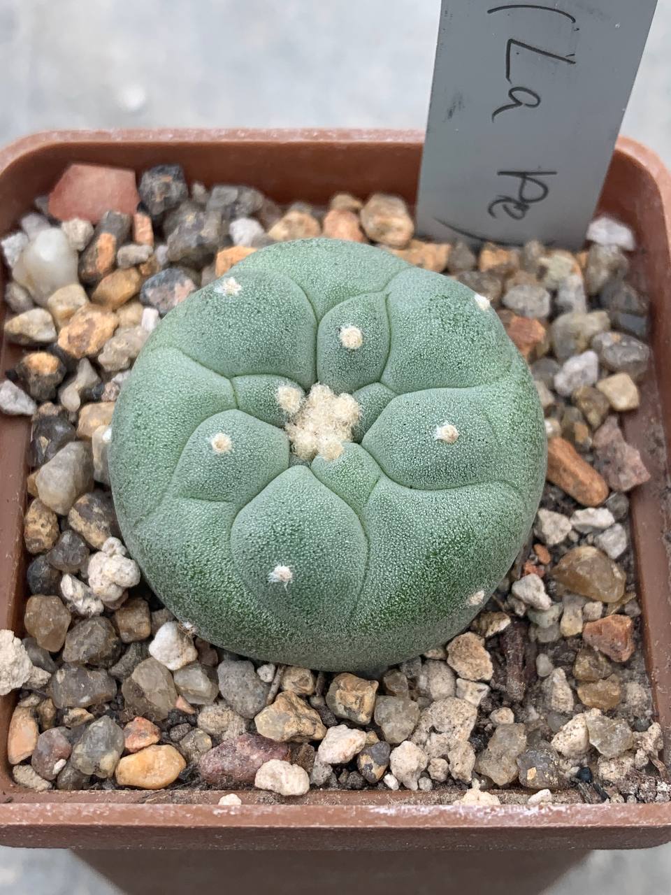 Lophophora fricii (La Pe)