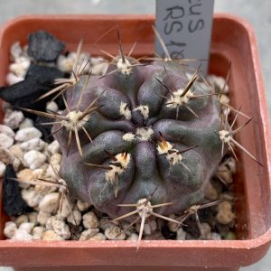 Pyrrhocactus horridocactus RS 1911