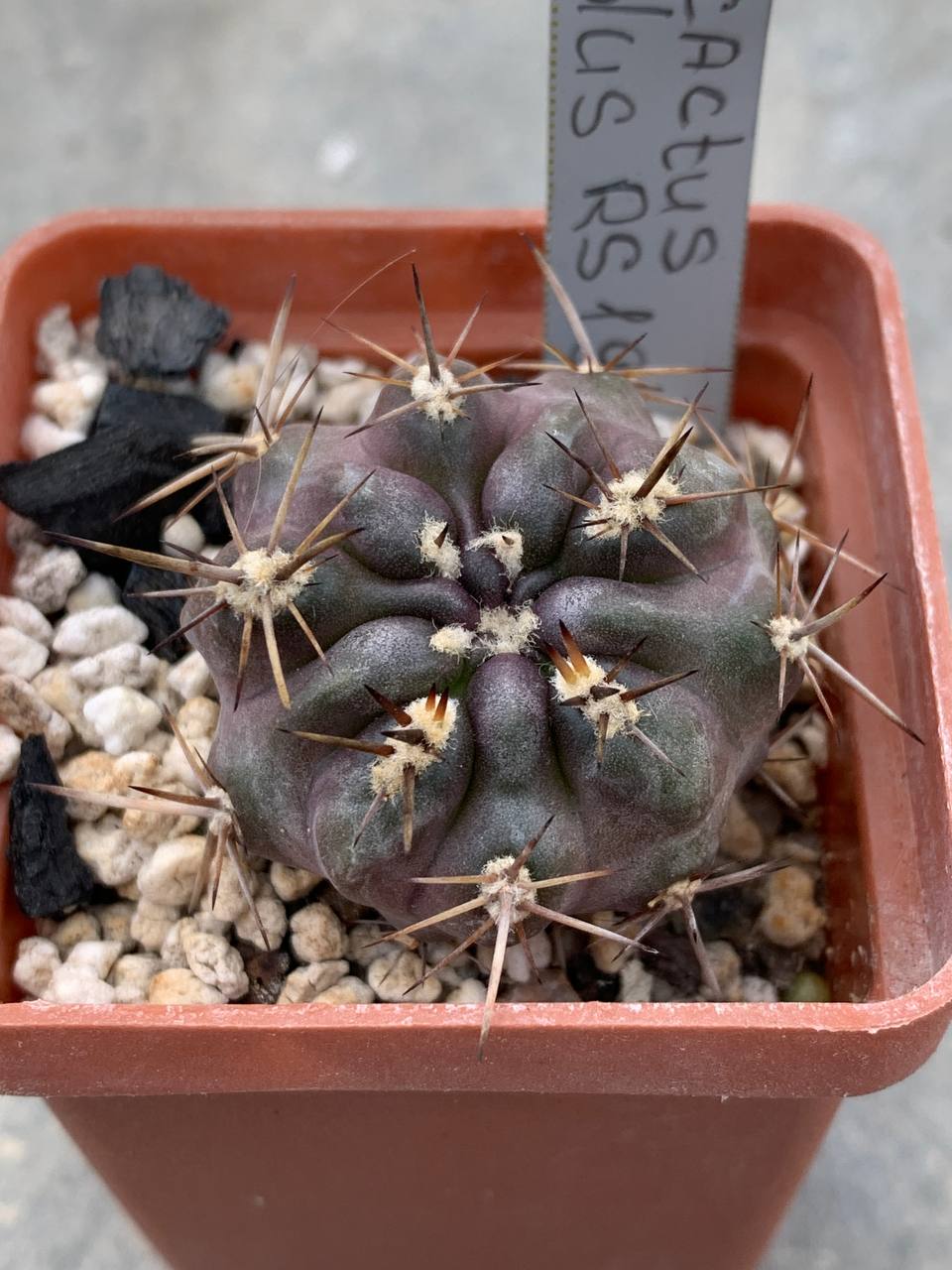 Pyrrhocactus horridocactus RS 1911