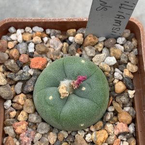 Lophophora williamsii var decipiens