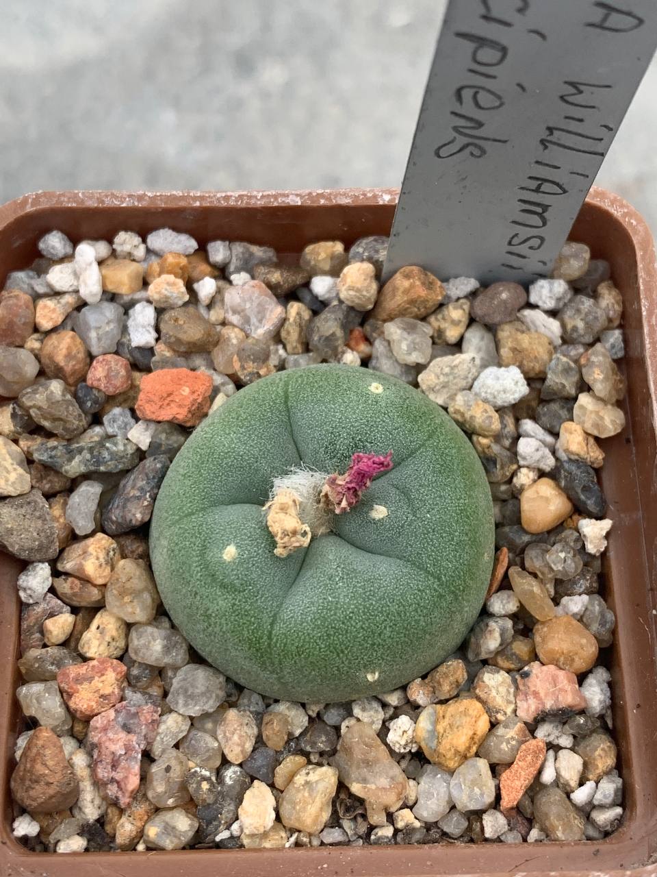 Lophophora williamsii var decipiens