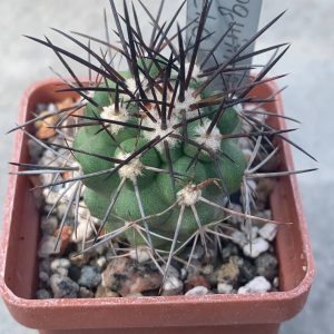Copiapoa coguimbana (El Trapiche)