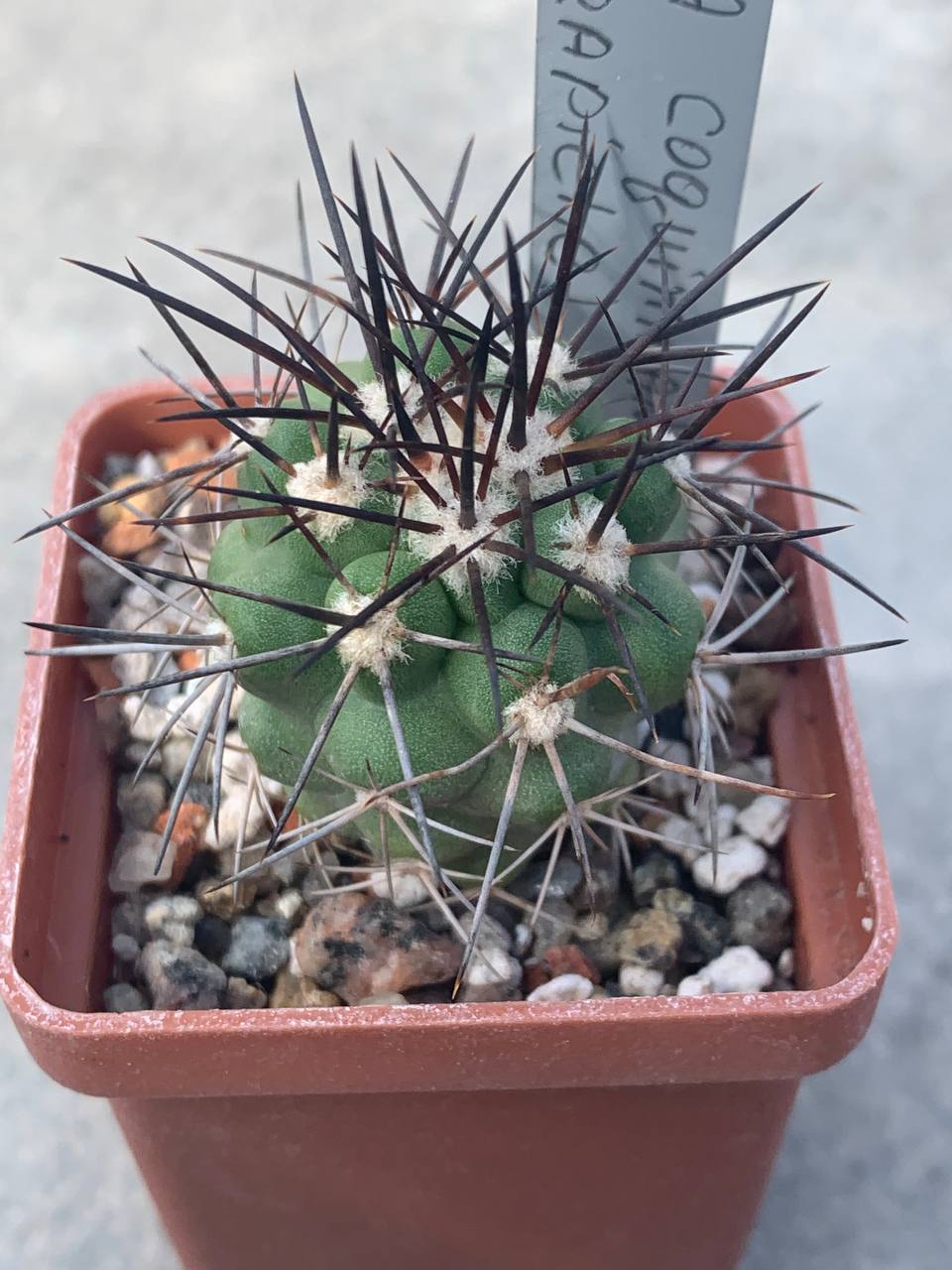 Copiapoa coguimbana (El Trapiche)