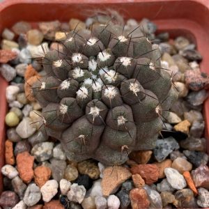 Copiapoa leonensis (Quebrada Leon, Chile)
