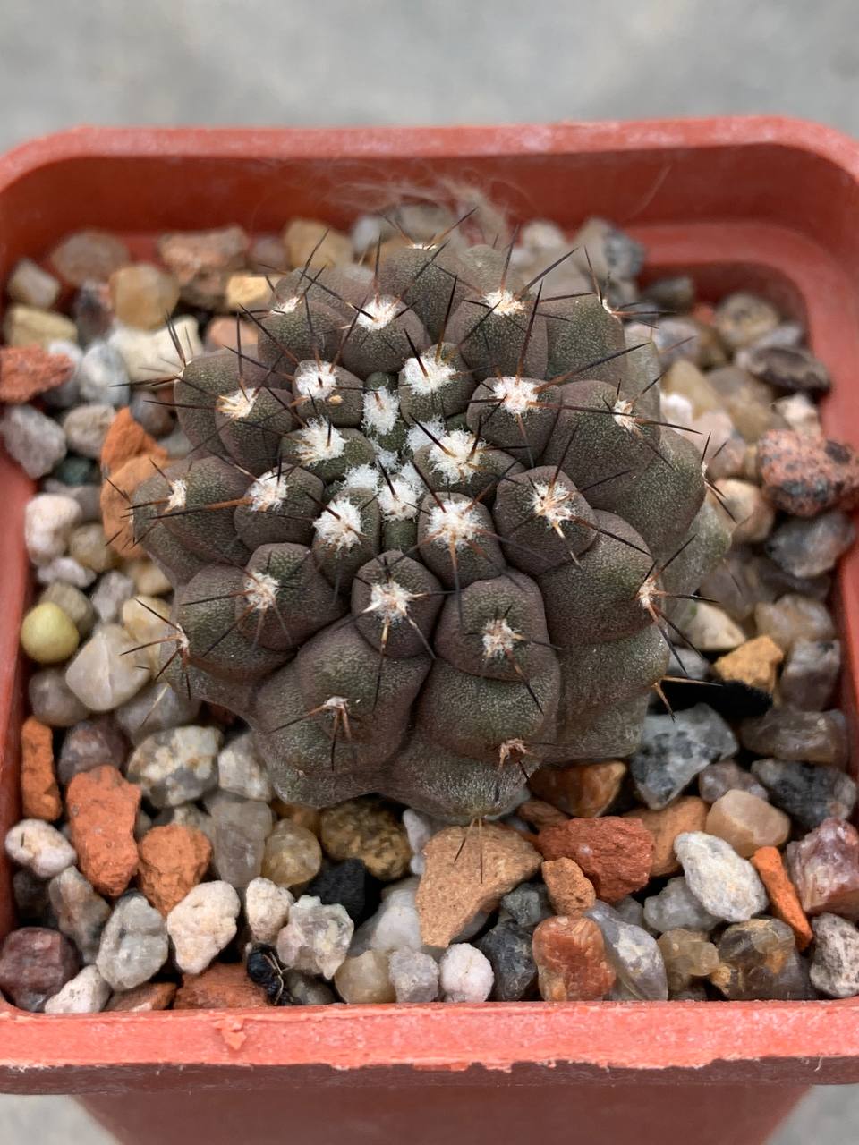 Copiapoa leonensis (Quebrada Leon, Chile)