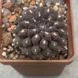 Neochilenia aerocarpa