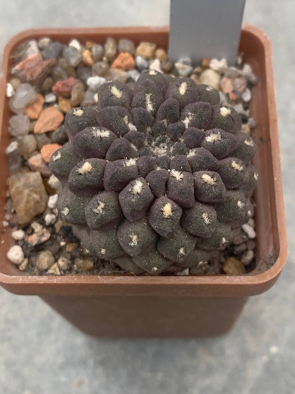 Neochilenia aerocarpa