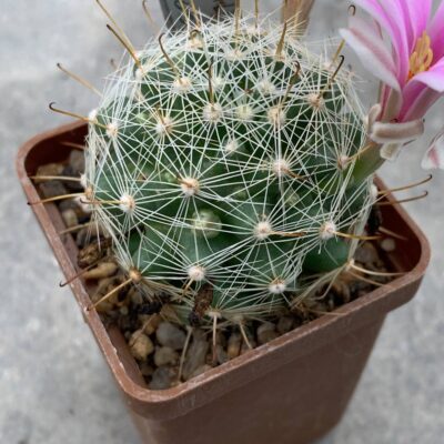 Mammillaria boolii