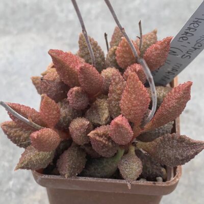 Adromischus marianiae ‘herrei’ (N Komagas)