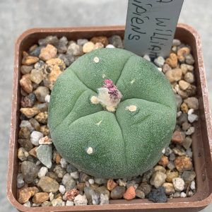 Lophophora williamsii var decipiens