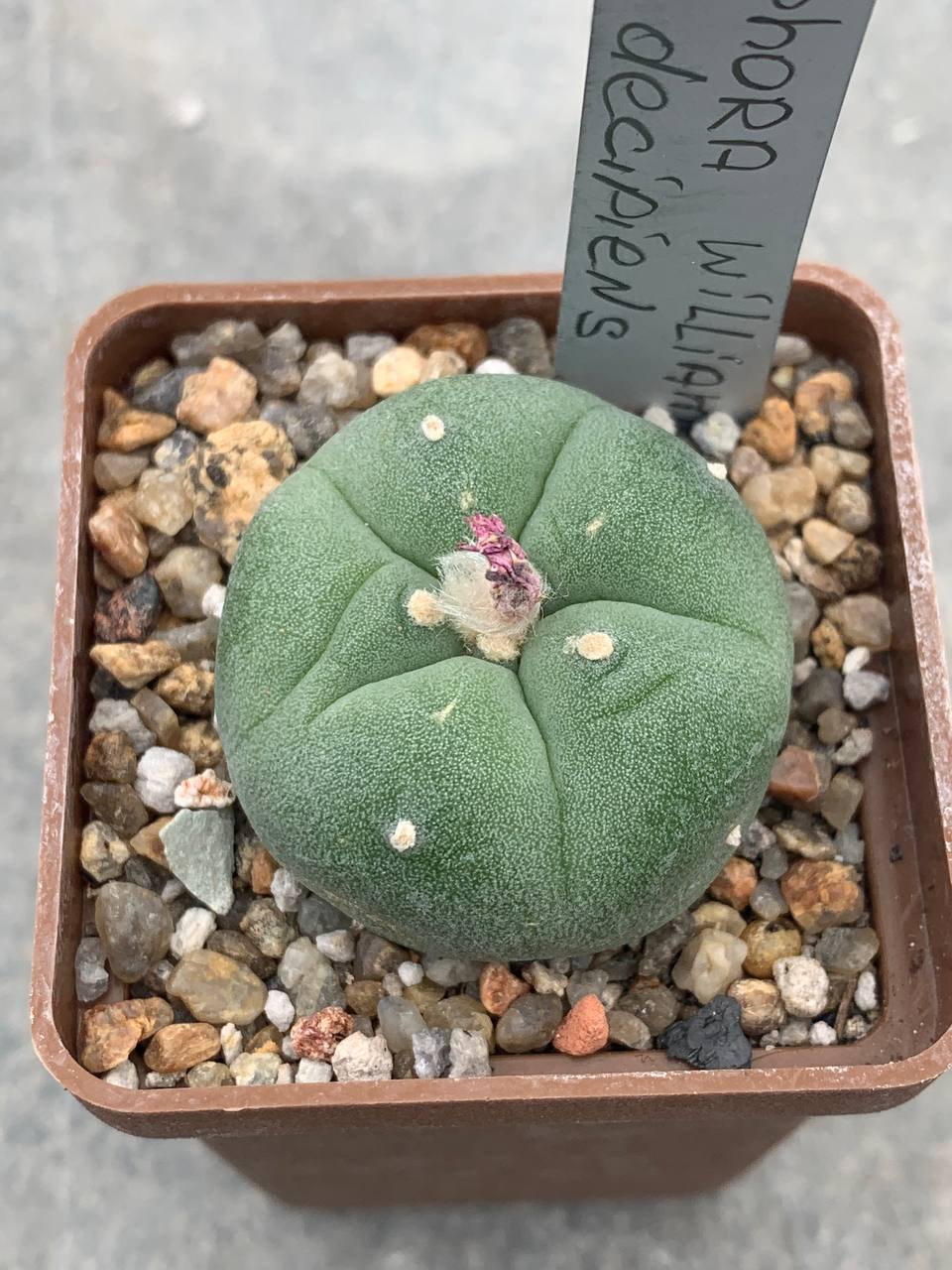 Lophophora williamsii var decipiens
