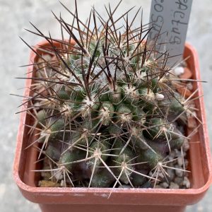Pyrrhocactus floccosus