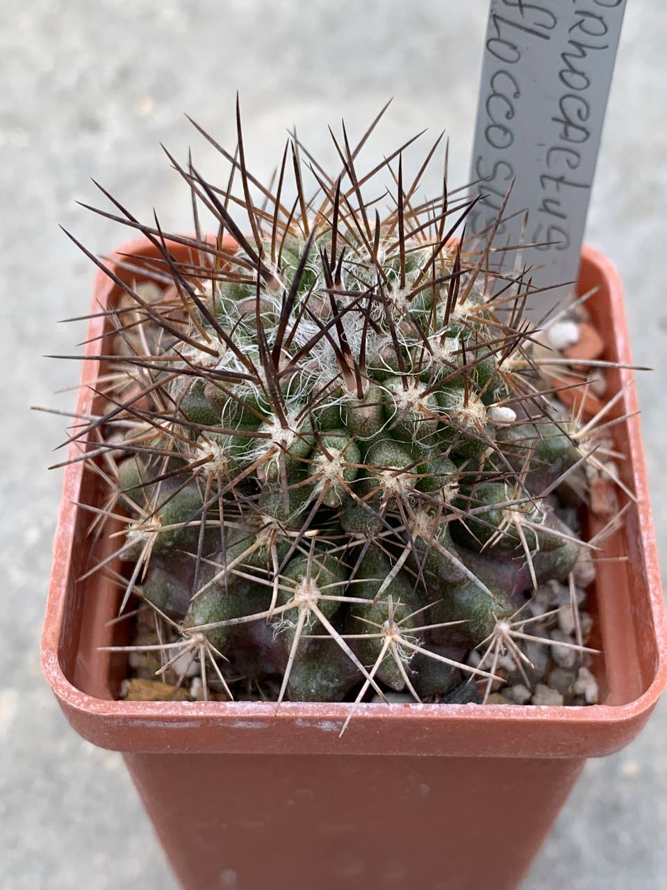 Pyrrhocactus floccosus
