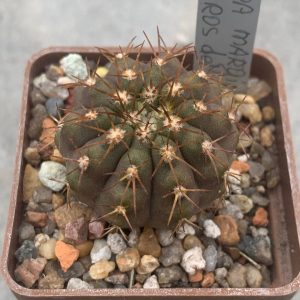 Copiapoa marginata
