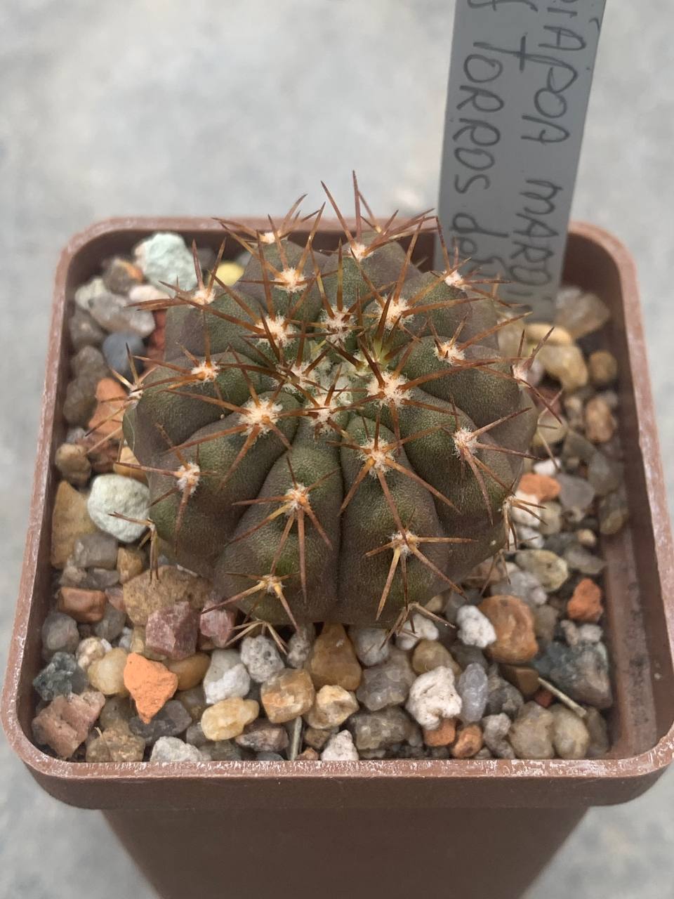 Copiapoa marginata