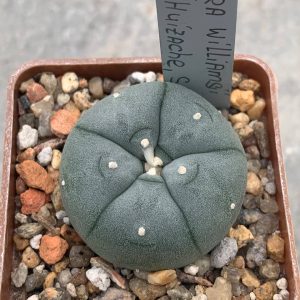 Lophophora williamsii RS 286 (Huizache, SLP)