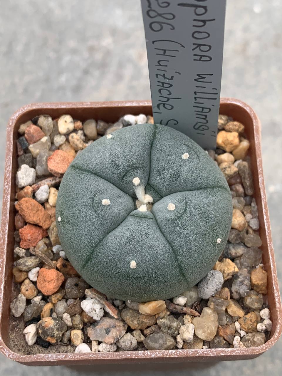 Lophophora williamsii RS 286 (Huizache, SLP)