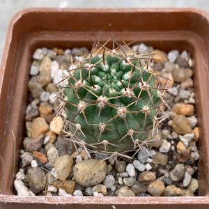 Pyrrhocactus armatus WM 333