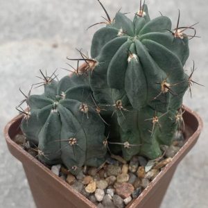 Lobivia jajoana var paucicostata