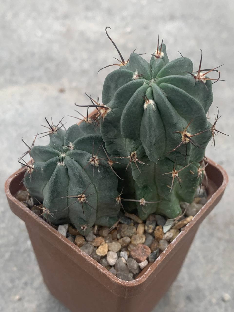 Lobivia jajoana var paucicostata