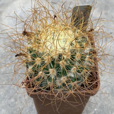 Mammillaria rekoi var leptacantha