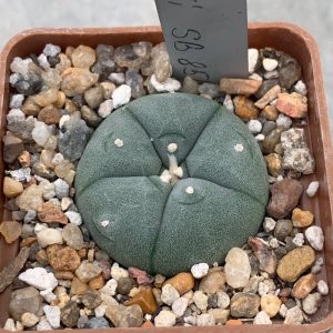 Lophophora williamsii SB 854 (Starr, Co)
