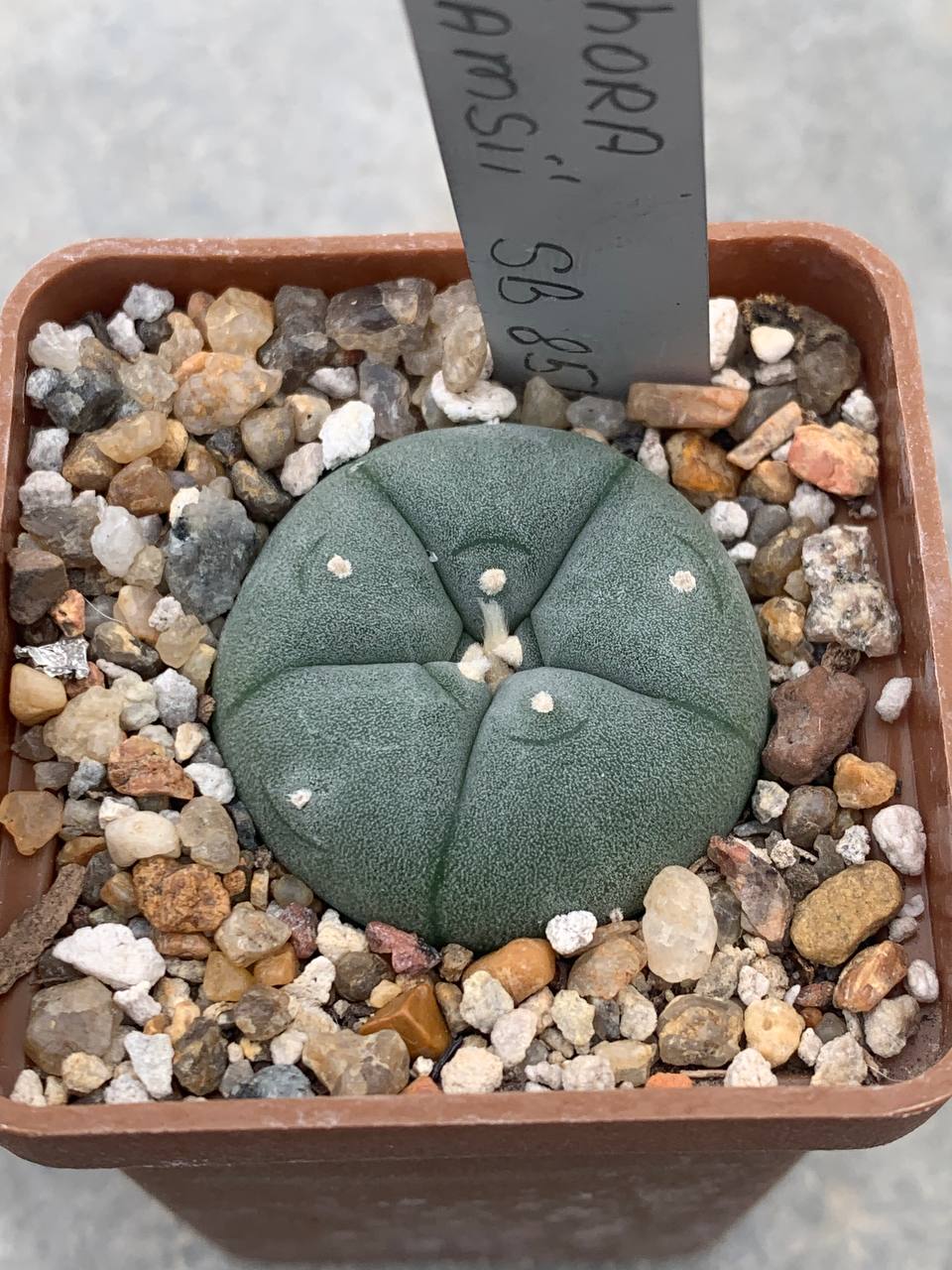 Lophophora williamsii SB 854 (Starr, Co)