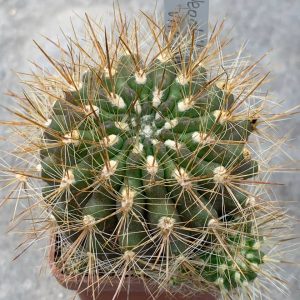 Neochilenia chilensis var albissima